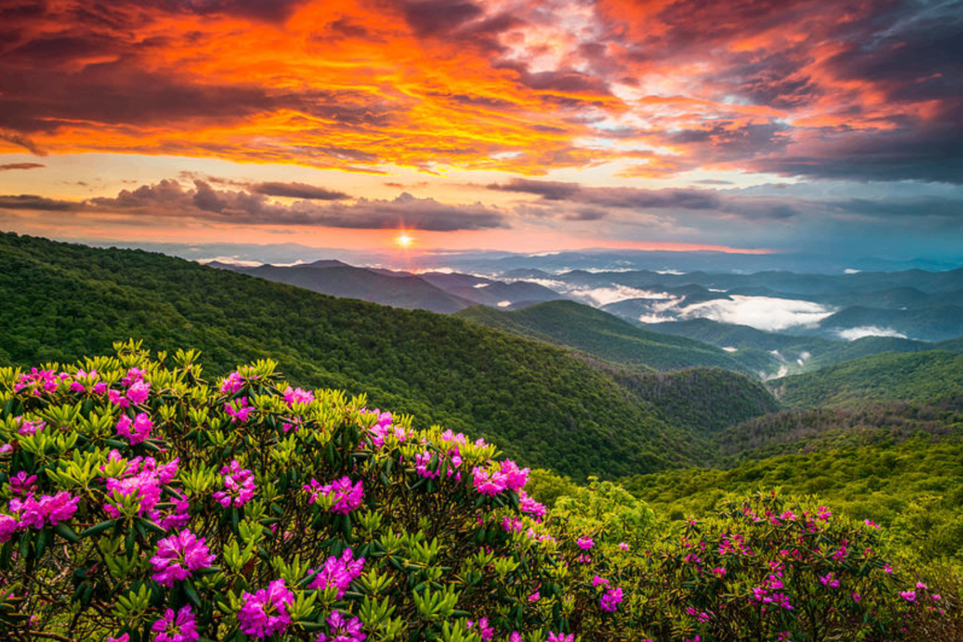 Sunset over the Blue Ridge Parkway with rhododendron blooms and mountain ridges
