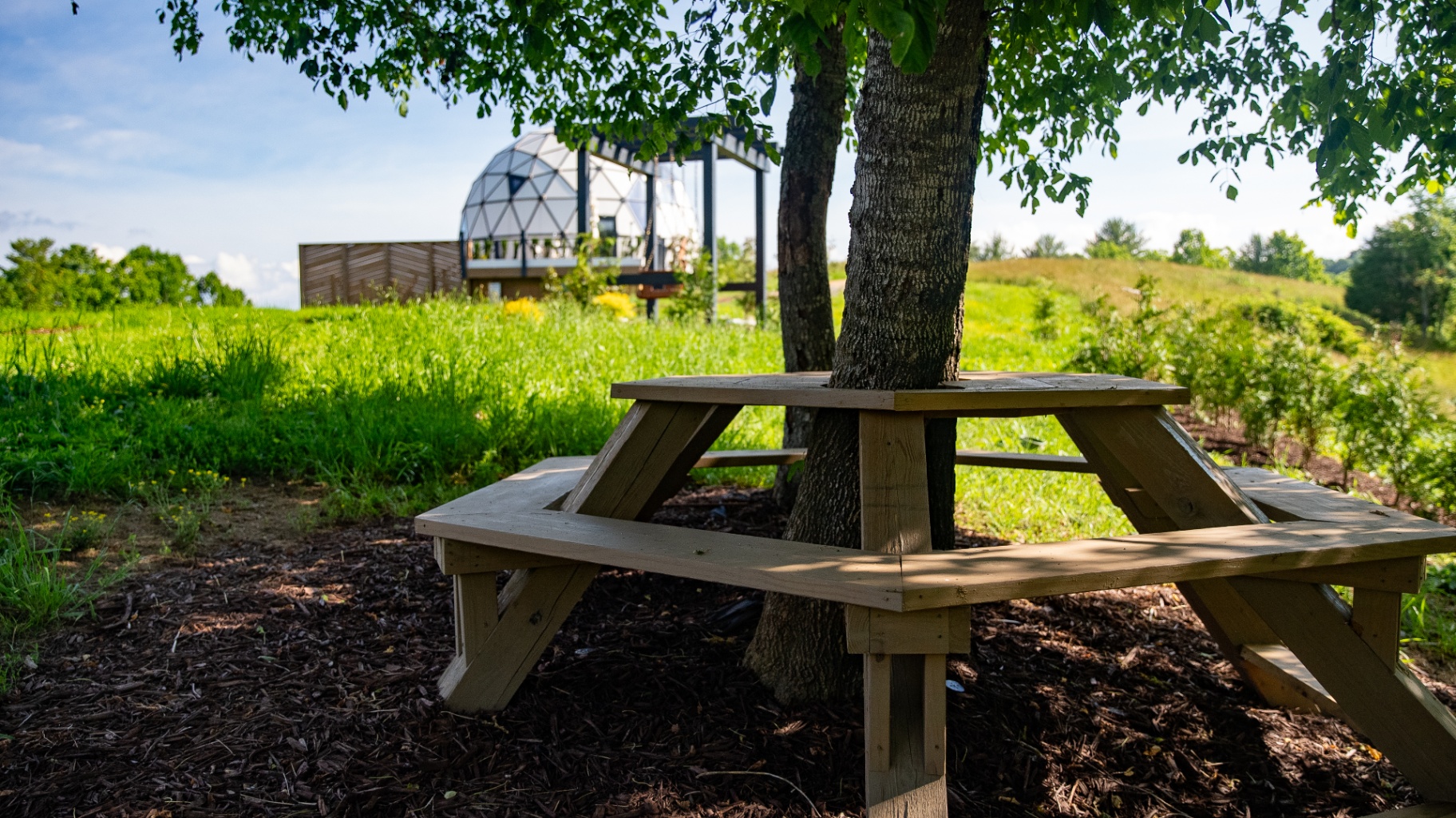 Hexagonal wooden picnic bench built around a tree with a dome and meadow in the background